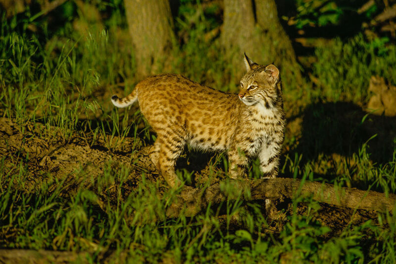 Bobcat